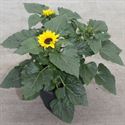 Bild von TP26 Helianthus "knop" "Sunsation" 3 planten per pot